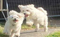 Maltipoo dogs for sale: NEW FAMILY FOR SUPER MALTIPOO BOY - Image 3
