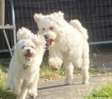 Maltipoo dogs - Advert 4