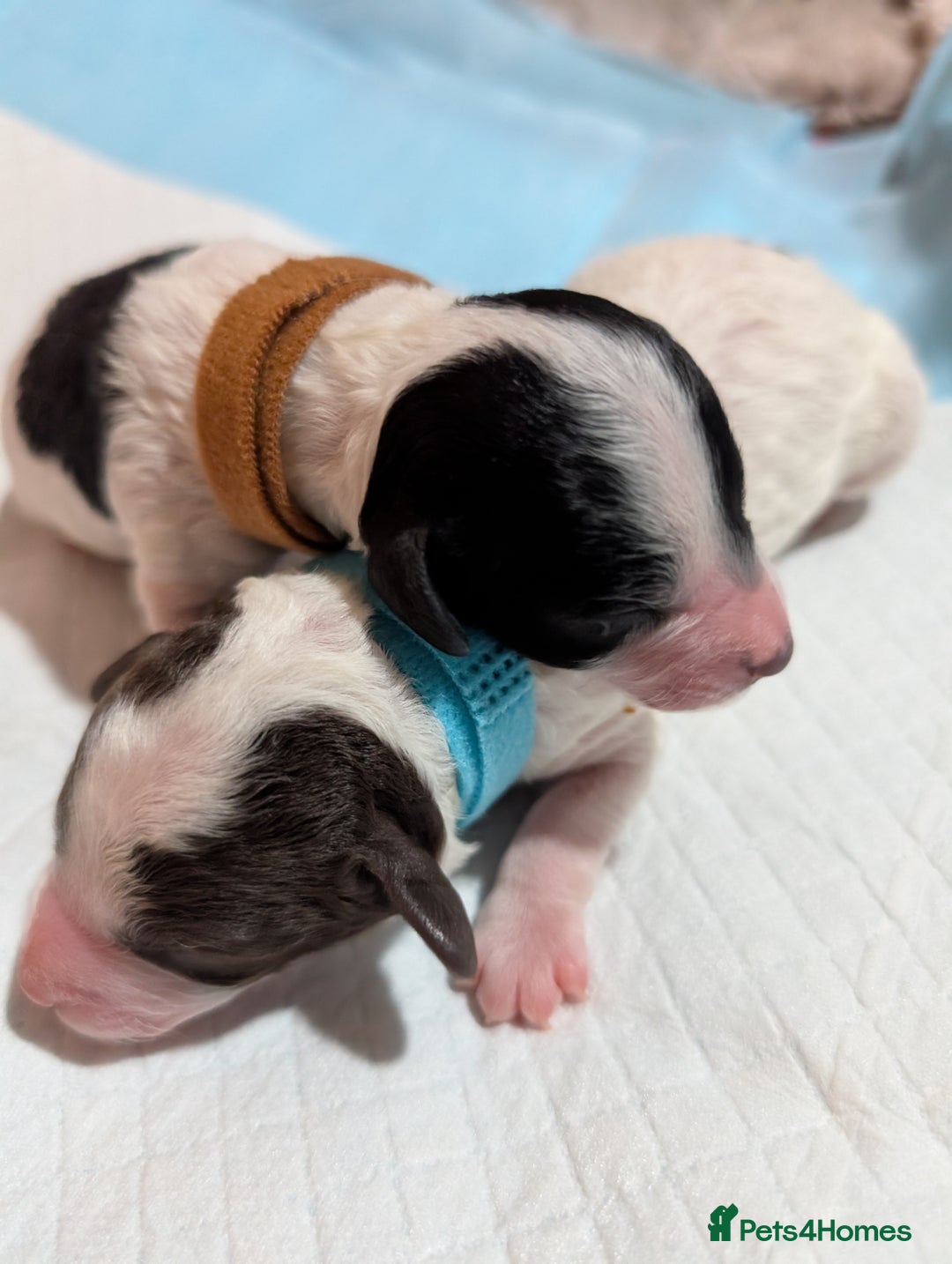 Miniature Poodle dogs for sale: Beautiful miniature parti - Advert 1