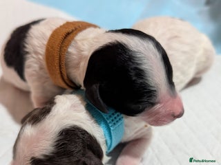 Miniature Poodle dogs Beautiful miniature parti - Advert 1