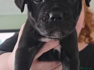 Mixed Breed dogs Cane corso X Staffy - Advert 4