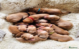 Golden Retriever dogs for sale: 🌟Gorgeous Golden Retriever Puppies🌟 - Image 5