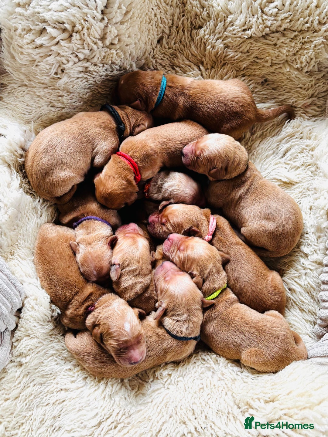 Golden Retriever dogs for sale: 🌟Gorgeous Golden Retriever Puppies🌟 - Image 5