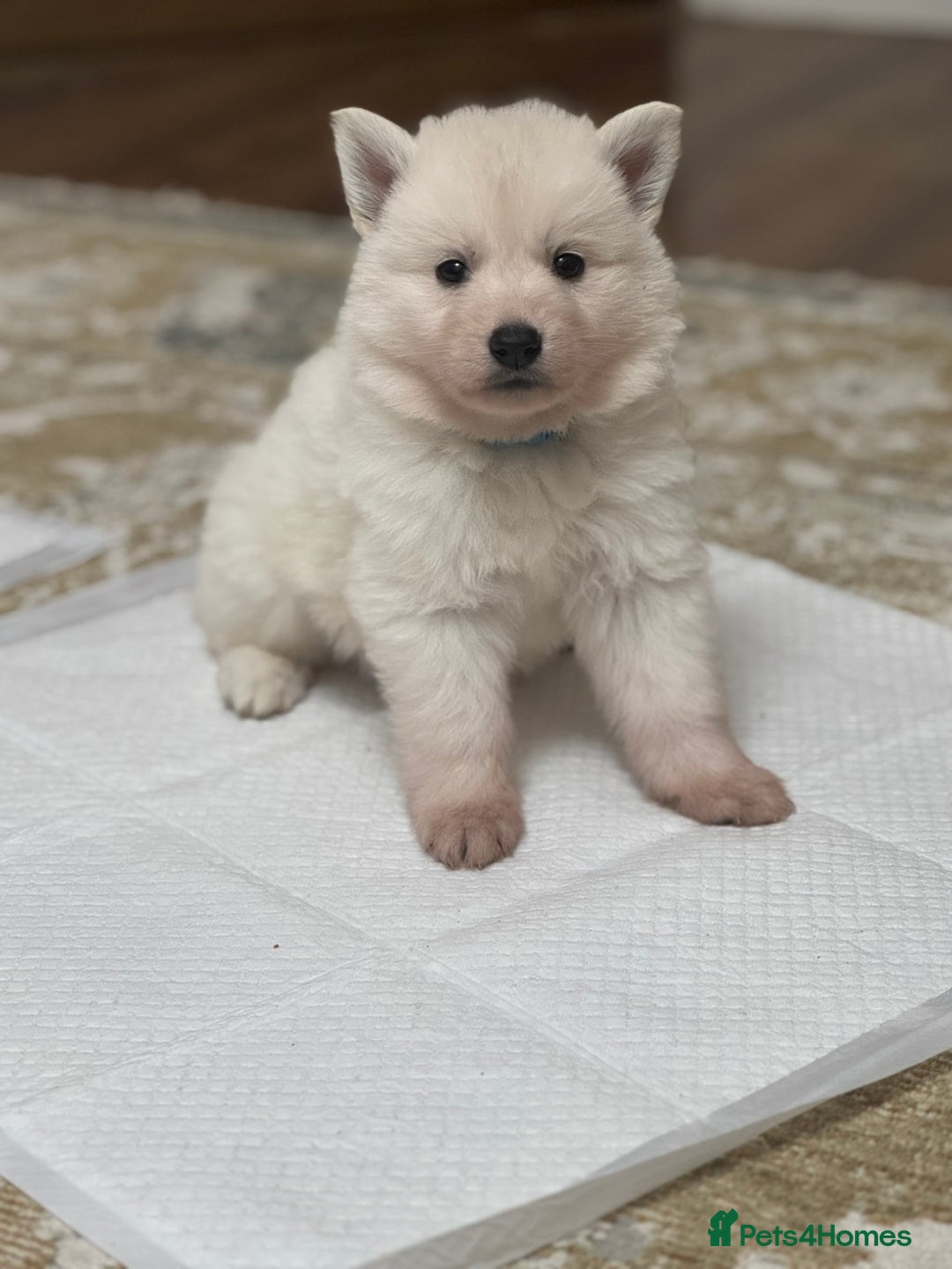 White Swiss Shepherd dogs for sale: WSS One boy and one girl available  - Advert 2