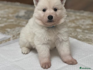 White Swiss Shepherd dogs - Advert 2
