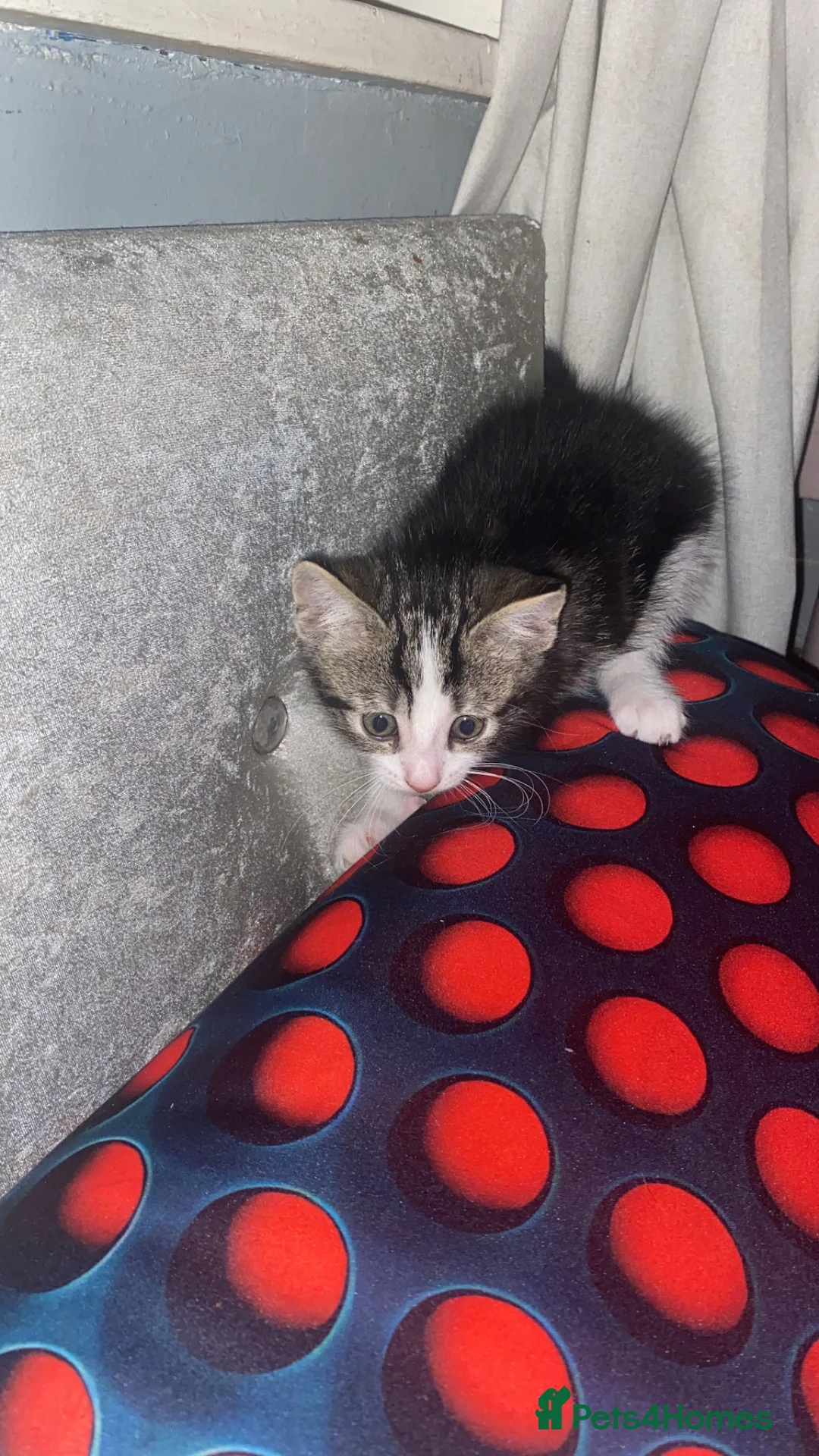 Mixed Breed cats for sale: Mum and son - Advert 3