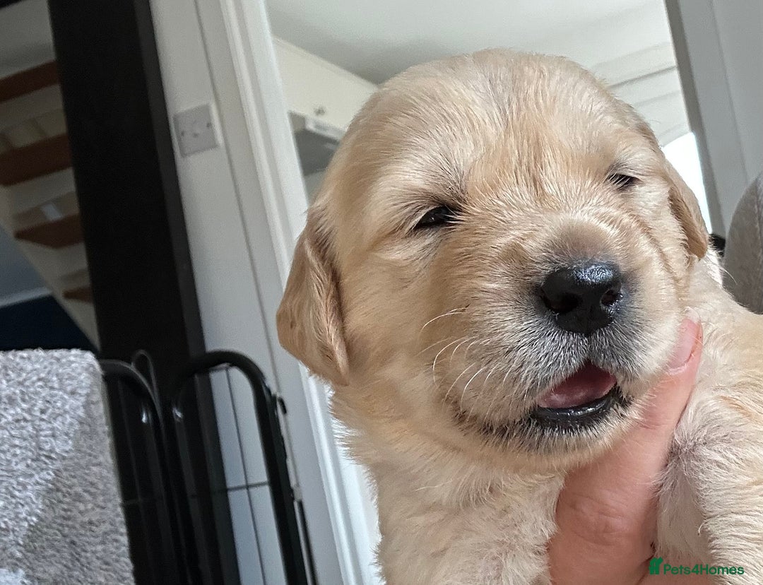 Golden Retriever dogs for sale: Golden retriever puppies!  - Image 15