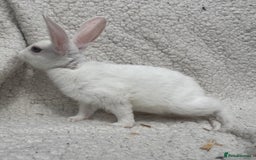 Rex rabbits for sale: STUNNING VIENNA MINI REX BABIES - Image 9