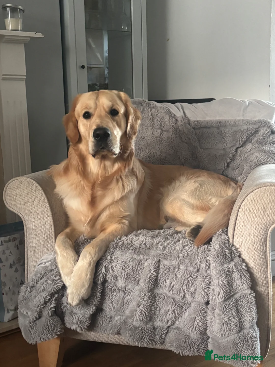 Golden Retriever dogs for stud: Niro golden retriever for stud  - Advert 1