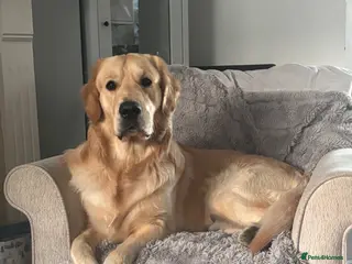 Golden Retriever dogs Niro golden retriever for stud - Advert 4