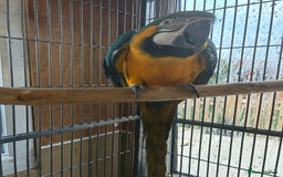 Macaws birds for sale: Blue + gold  - Image 3