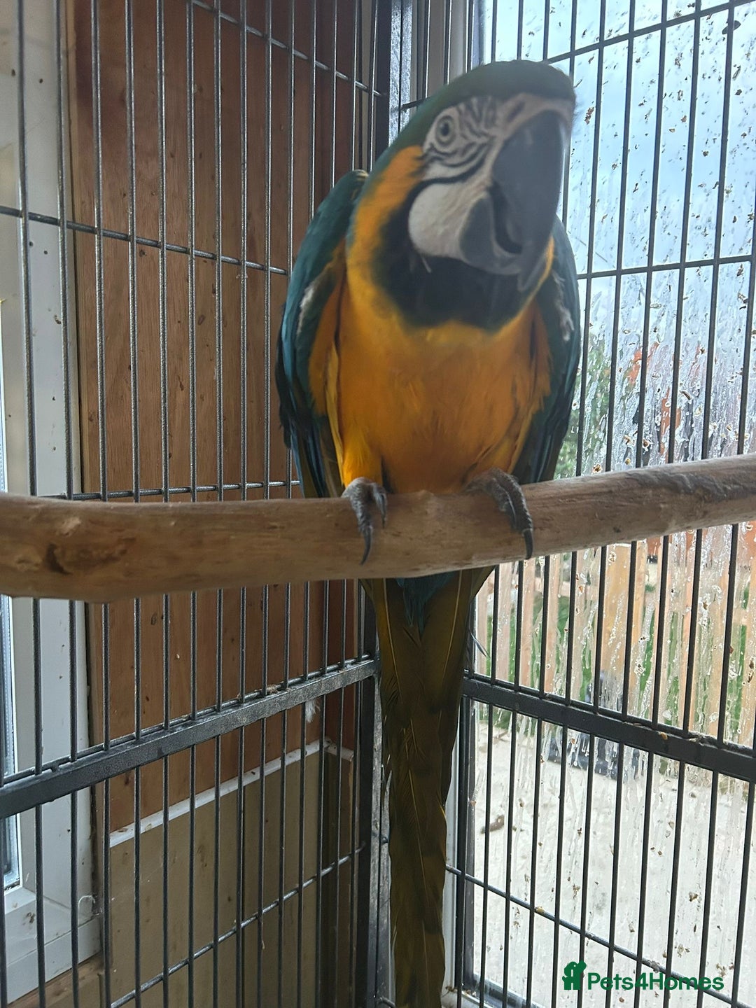 Macaws birds for sale: Blue + gold  - Image 3