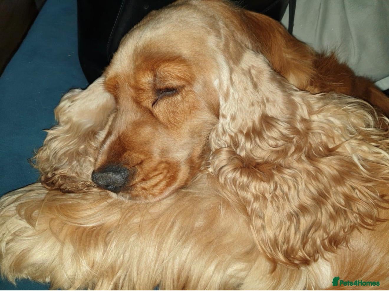 Cocker Spaniel dogs KC CHAMPION GOLD SHOW SPANIEL  - Advert 2