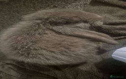 French Lop rabbits for sale: Long-Haired Pedigree French Lop GIANTS Elite Giant - Advert 10