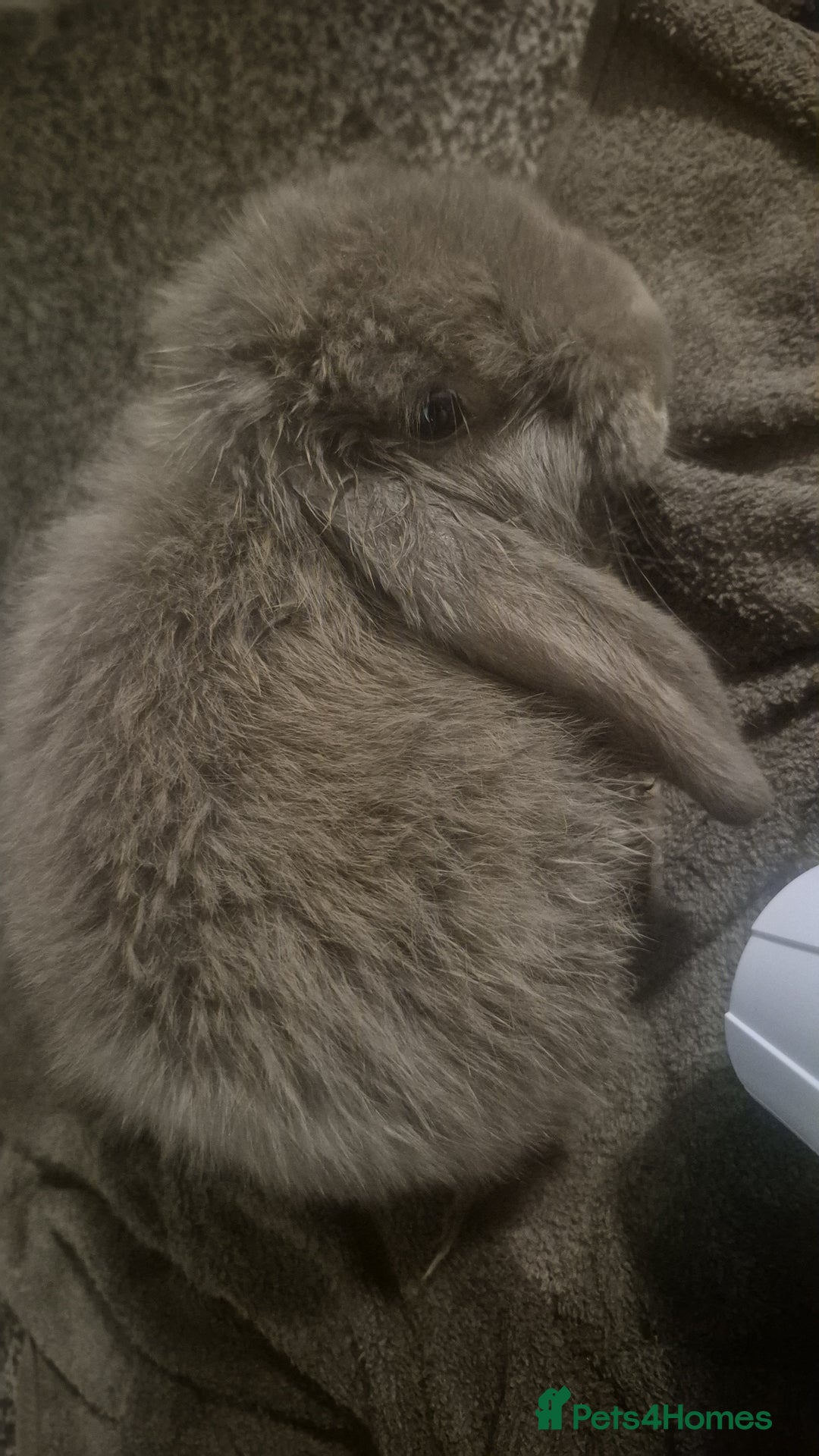 French Lop rabbits for sale: Long-Haired Pedigree French Lop GIANTS Elite Giant - Advert 10