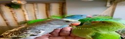 Ringnecks birds for sale: Hand Reared Baby Indian Ringneck Parrots For Sale - Advert 21