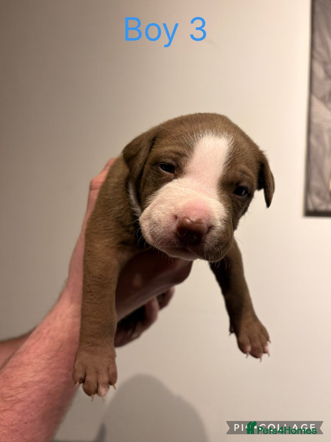 American Bully dogs for sale: Merle American Bully Puppy’s - Advert 7