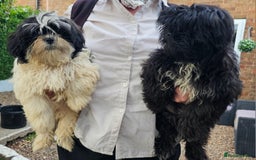 Malshi dogs for sale: Shitzhu x Maltese - Image 2