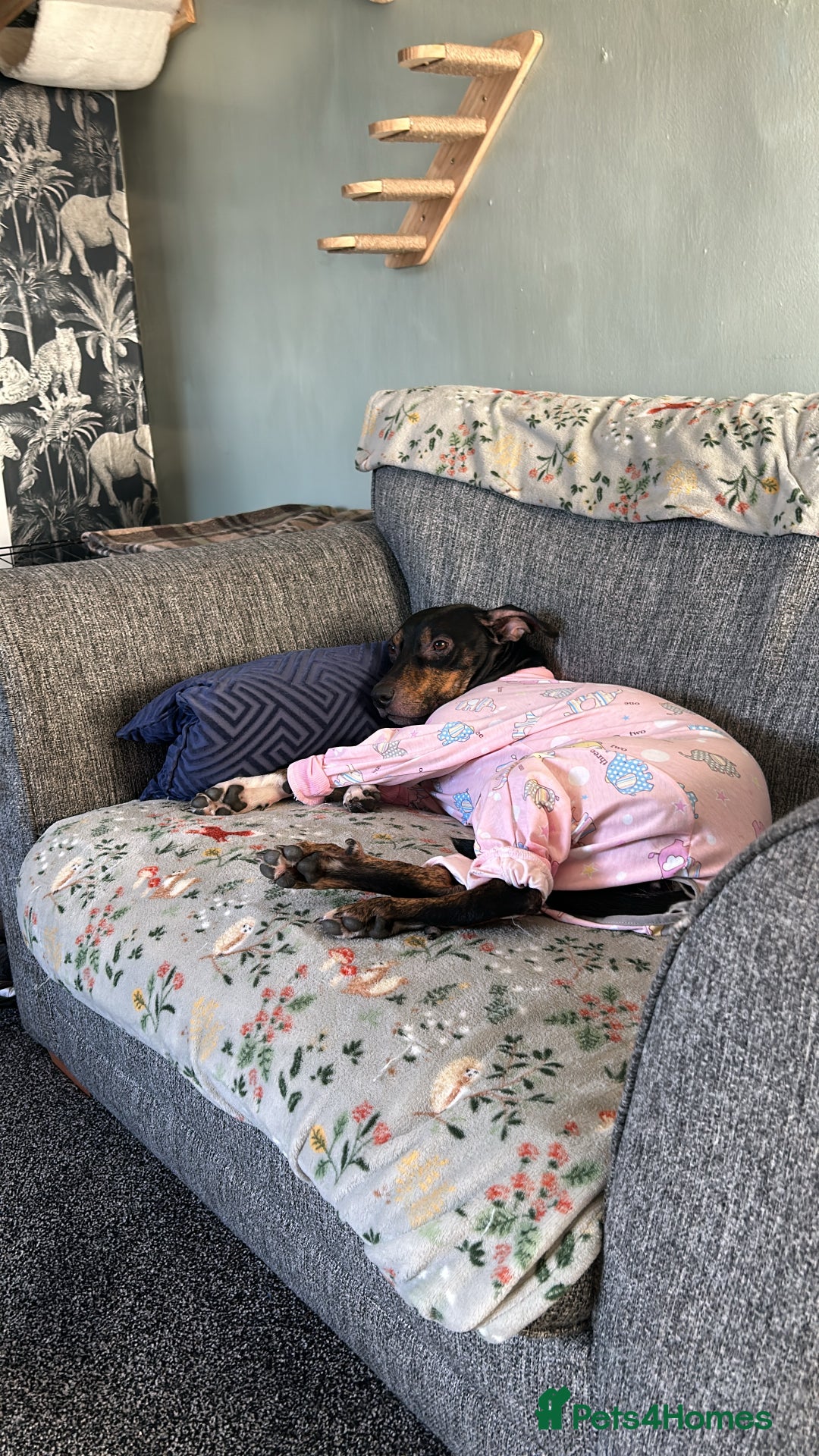 Mixed Breed dogs for sale: Beautiful 2.5 years old Daisy  - Image 5