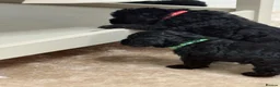 Cockapoo dogs for sale: 8 gorgeous f2 miniature cockapoo puppies  - Advert 14