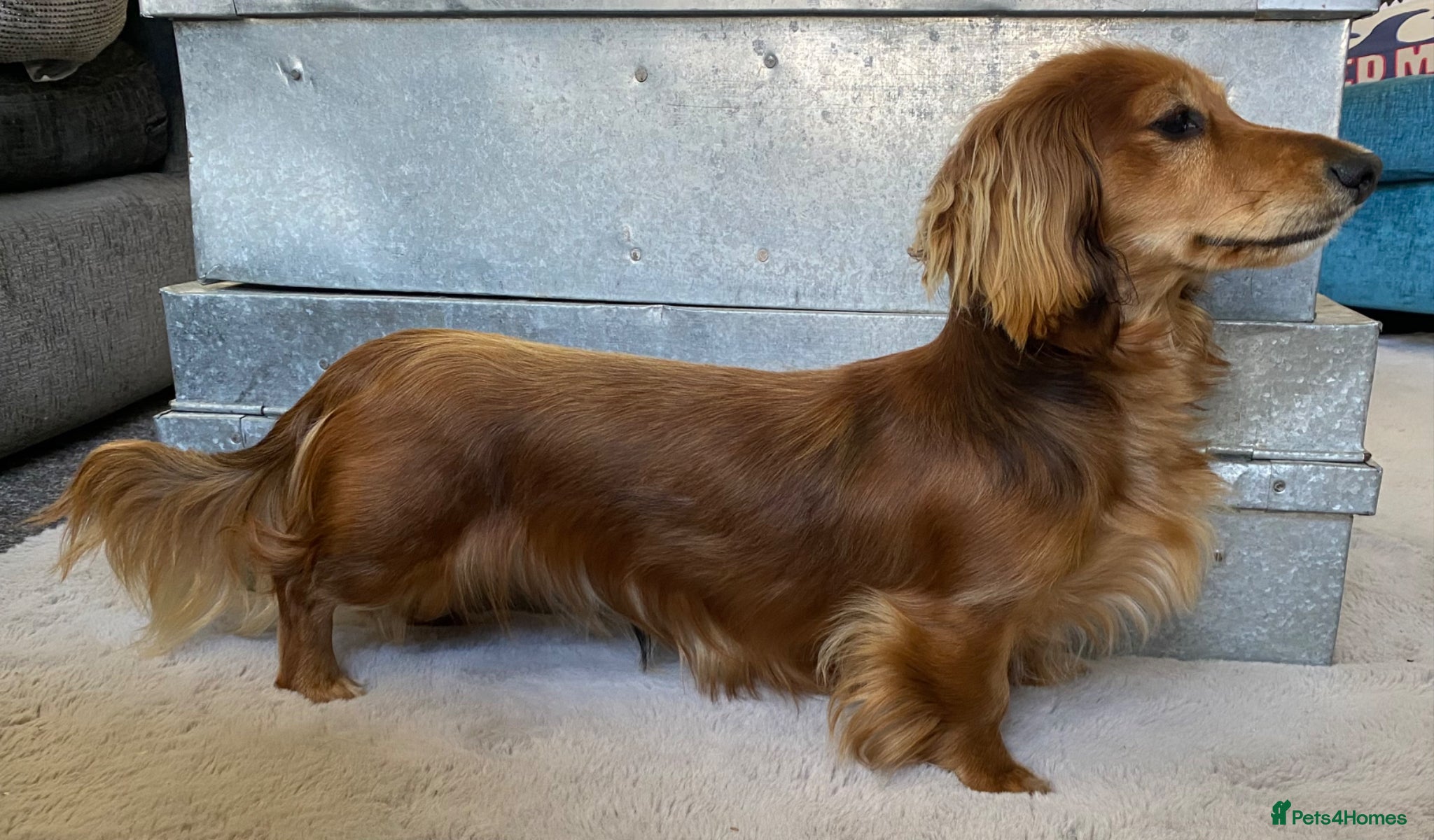 Miniature Dachshund dogs Daschund Stud  - Advert 5