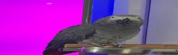 Parrots birds for sale: Friendly & Talkative African Grey Parrot for Sale - Advert 2