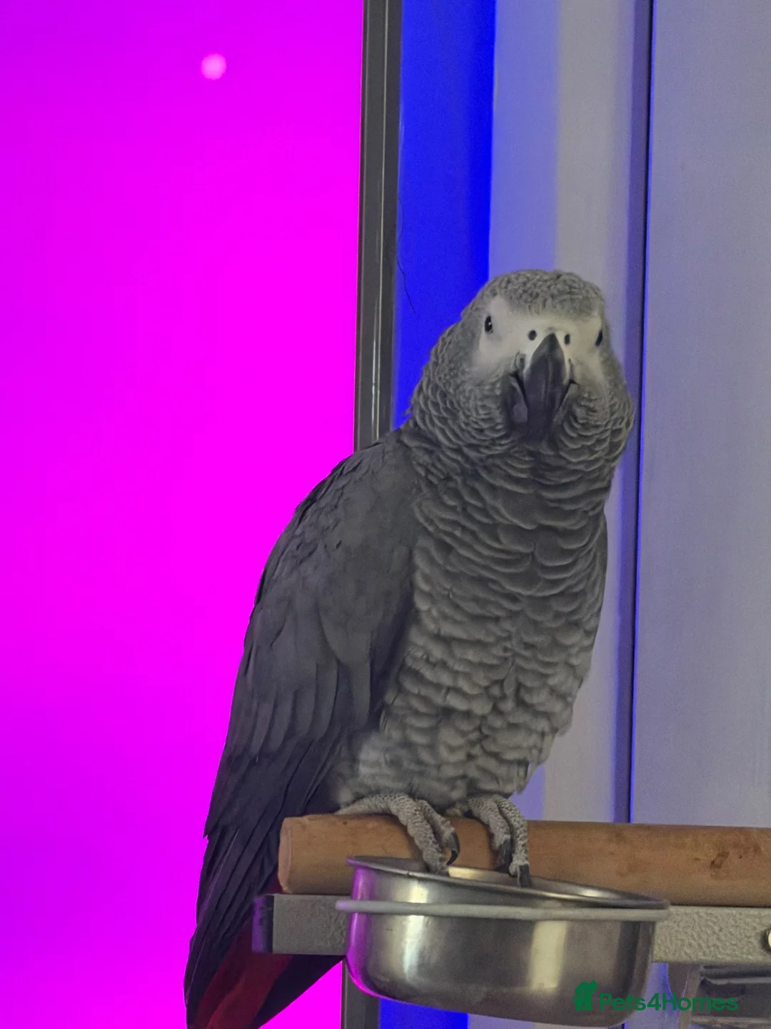 Parrots birds for sale: Friendly & Talkative African Grey Parrot for Sale - Advert 2