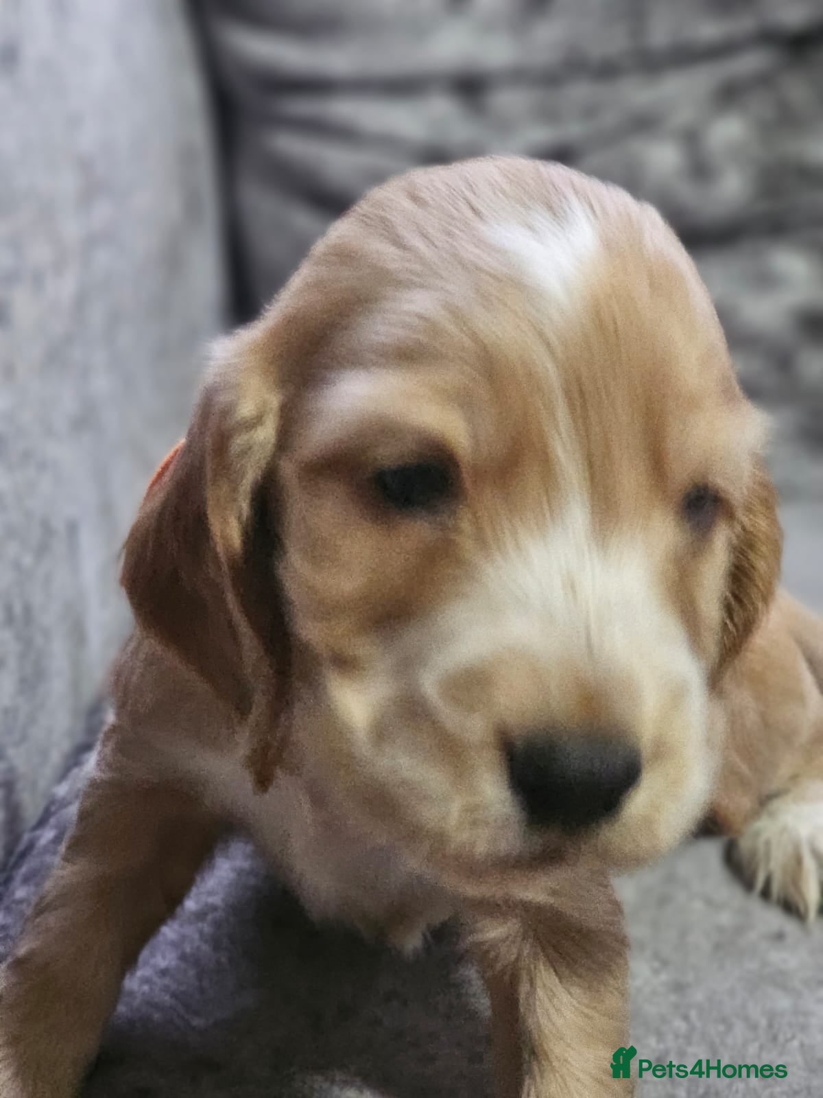 Cocker Spaniel dogs for sale: cocker spaniel puppies - Advert 22