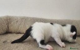 British Shorthair cats for sale: 3 kittens  - Image 9