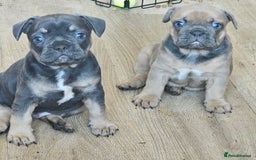 French Bulldog dogs for sale: 3 beautiful little time wasters  - Image 3