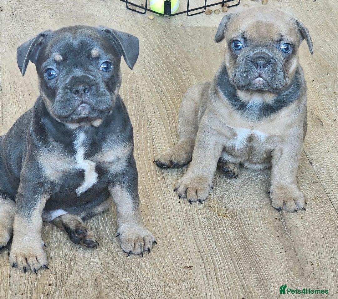 French Bulldog dogs for sale: 3 beautiful little time wasters  - Image 3