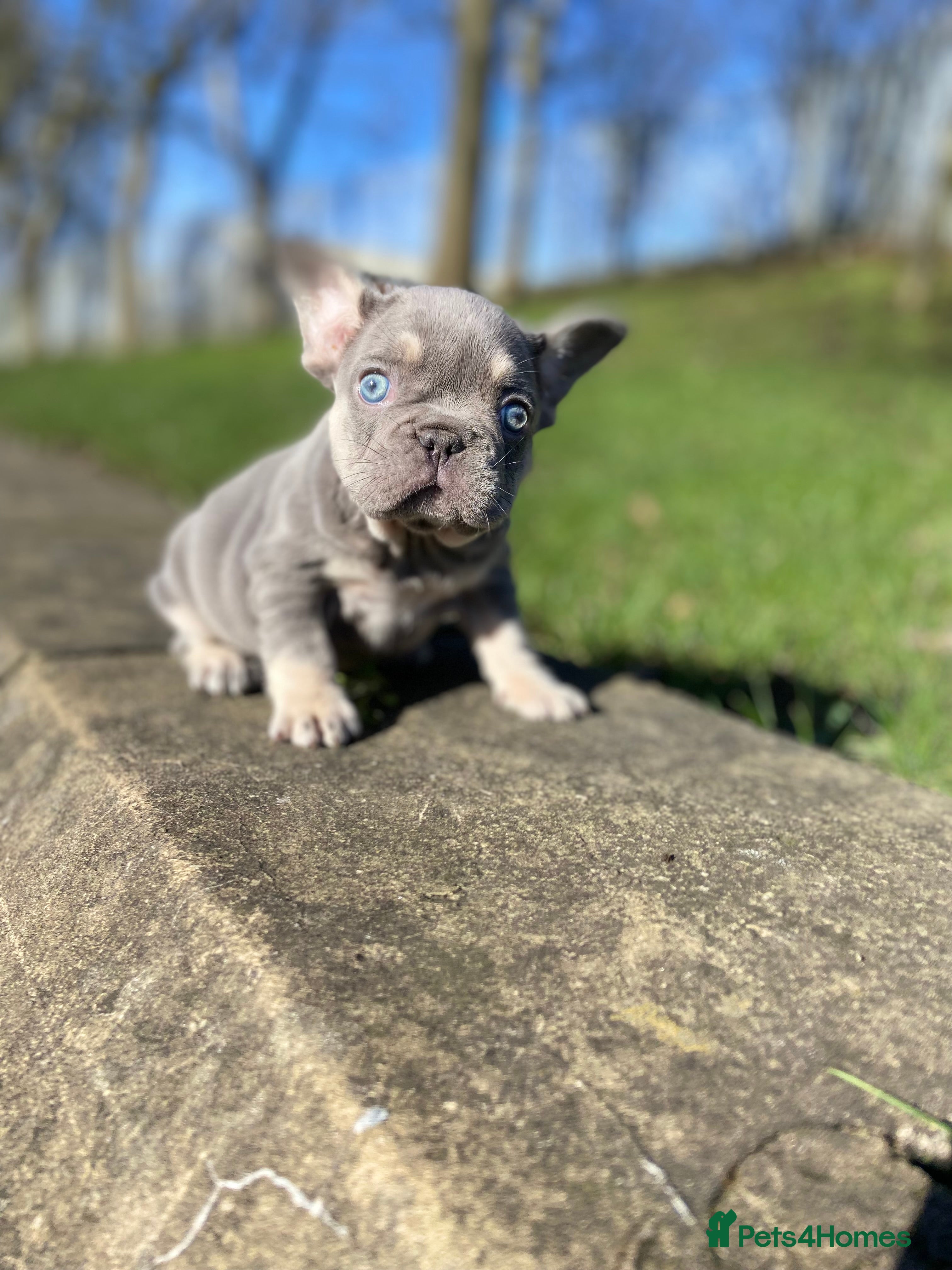 French Bulldog dogs REDUCED Gorgeous French Bulldog Pups  - Advert 8