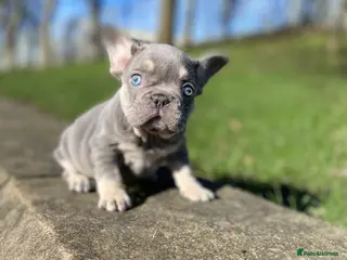 French Bulldog dogs REDUCED Gorgeous French Bulldog Pups - Advert 8