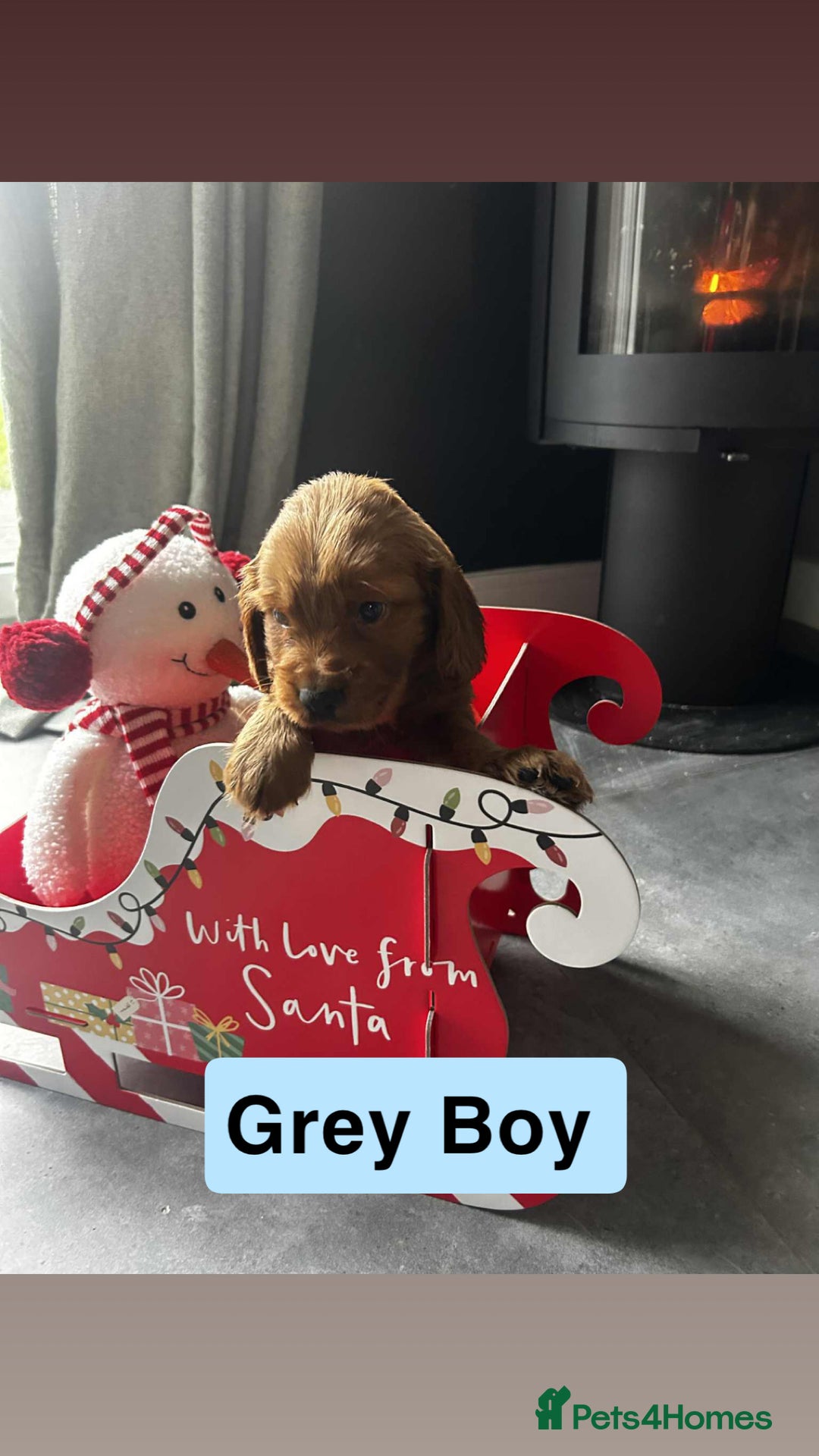 Cockapoo dogs for sale: F2 Cockapoo pups - Advert 13