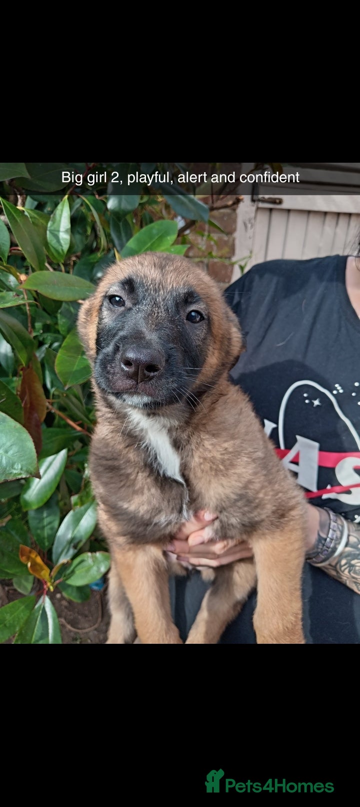 Belgian Shepherd Dog dogs for sale: Belgian Malinois Puppies Ready Now - Advert 3