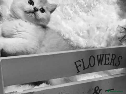 British Shorthair cats Full Pedigree, Registered BSH from fantastic lines - Advert 2