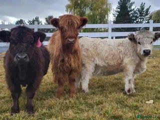 Cows & Bulls livestock Miniature pure breed cattles for sale - Advert 2