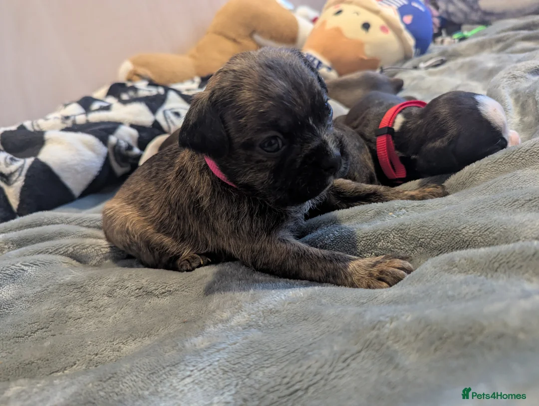 Boston Terrier dogs for sale: Boston X  - Advert 9