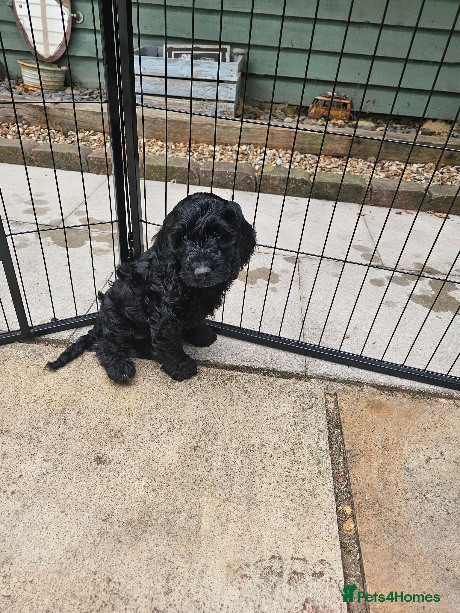 Cockapoo dogs Beautiful Cockapoo puppies *1 girl left* - Advert 8