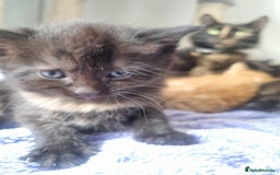 Mixed Breed cats for sale: Mixed kittens  - Image 9