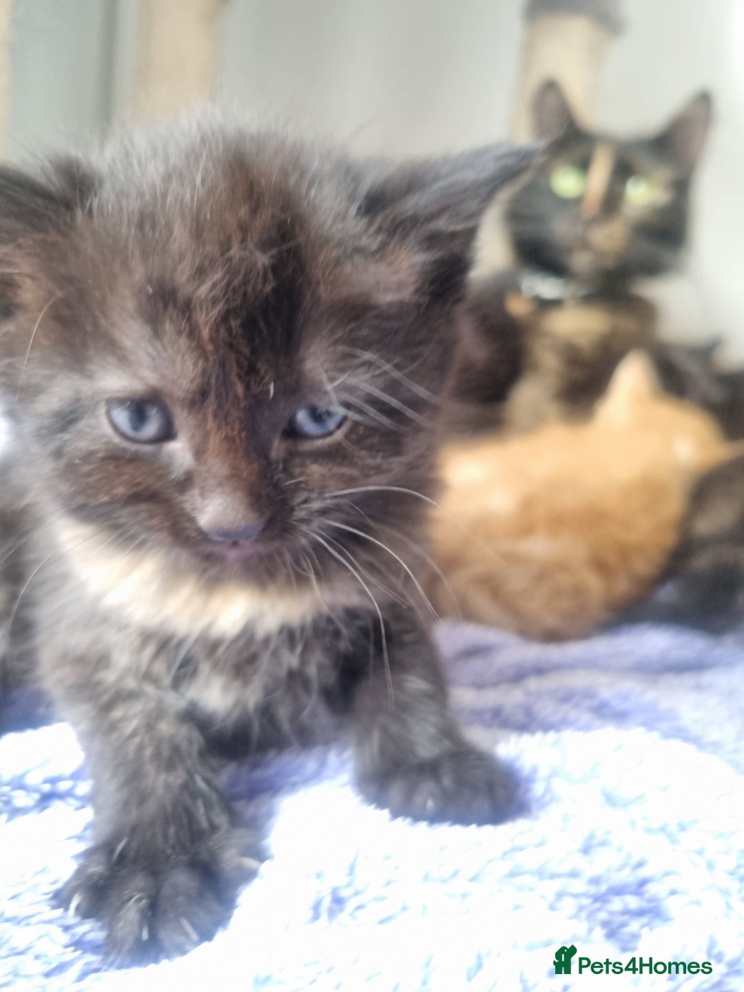 Mixed Breed cats for sale: Mixed kittens  - Image 9
