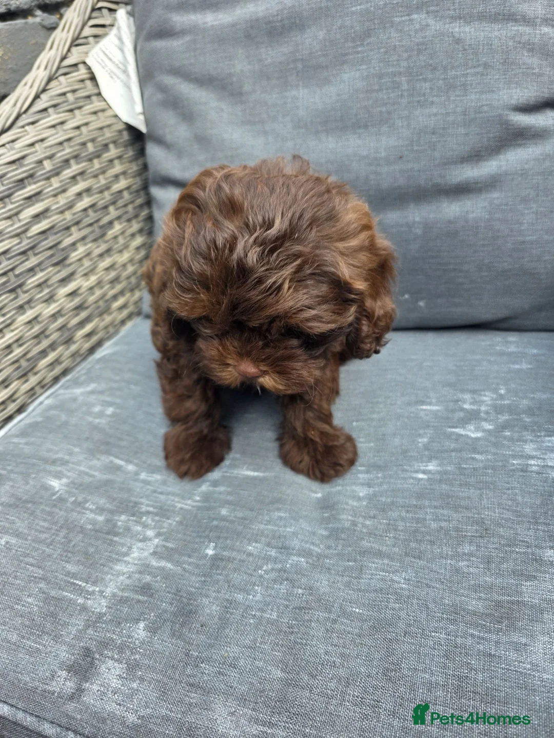 Shihpoo dogs for sale: Shihpoo puppies  - Advert 2