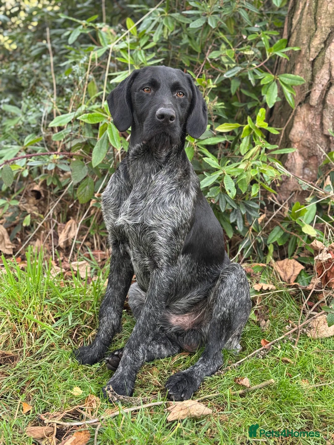 German Wirehaired Pointer dogs for stud: Black ticked GWP standing at Stud in Harrogate - Advert 9