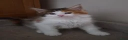 Maine Coon cats for sale: Beautiful Mainecoon kittens  - Advert 16