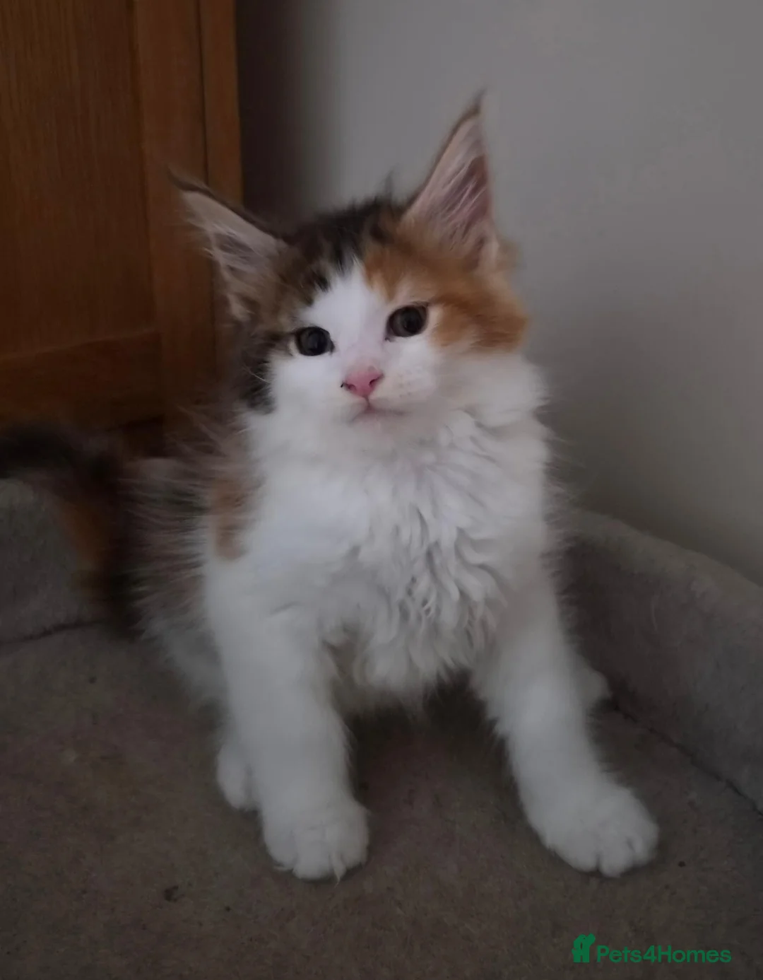 Maine Coon cats for sale: Beautiful Mainecoon kittens  - Advert 16