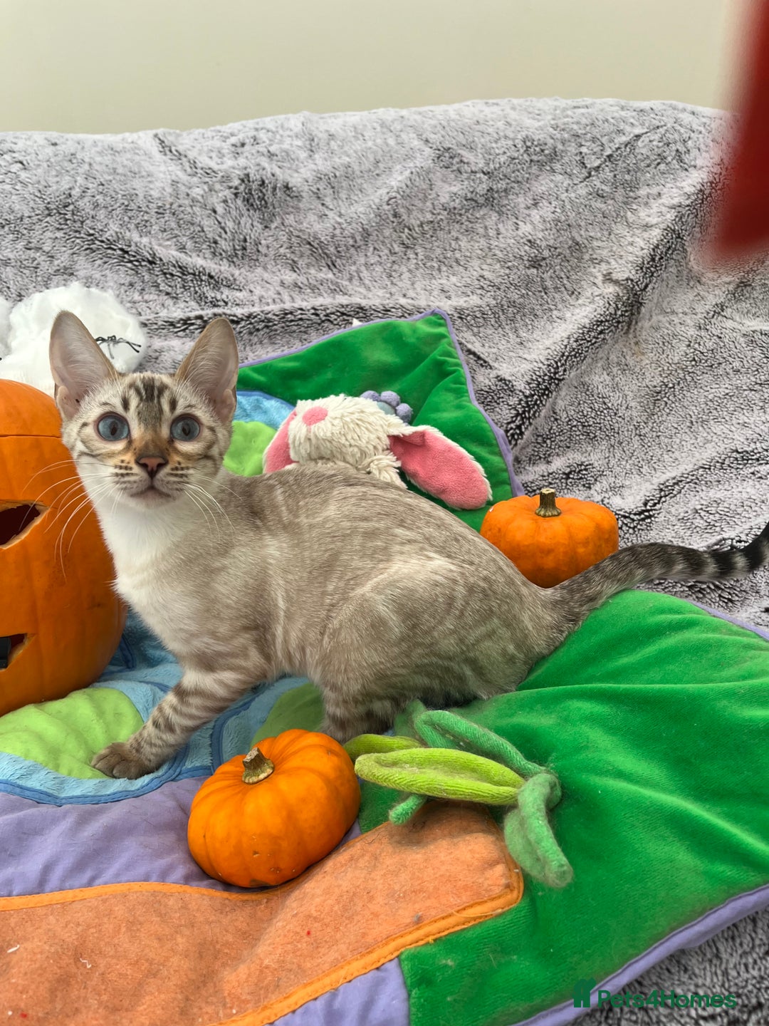 Bengal cats for sale: OUTSTANDING TICA reg BENGAL KITTENS - Image 28