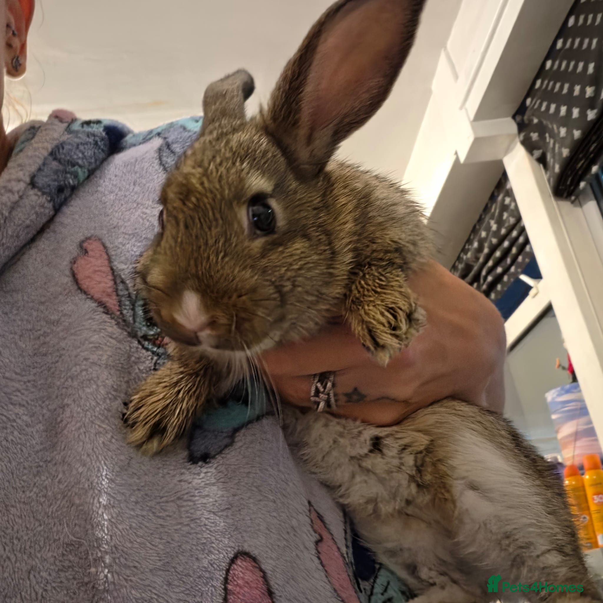Mixed Breed rodents Male rabbit - Advert 13