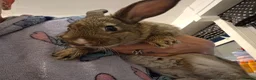 Mixed Breed rodents for sale: Male rabbit in Wirral - Advert 1