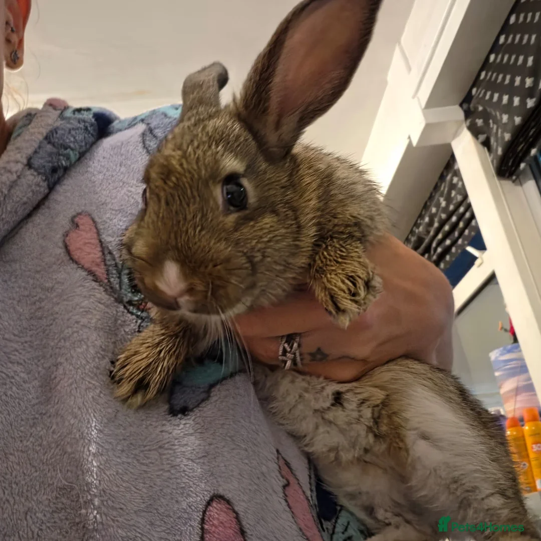 Mixed Breed rodents for sale: Male rabbit in Wirral - Advert 1