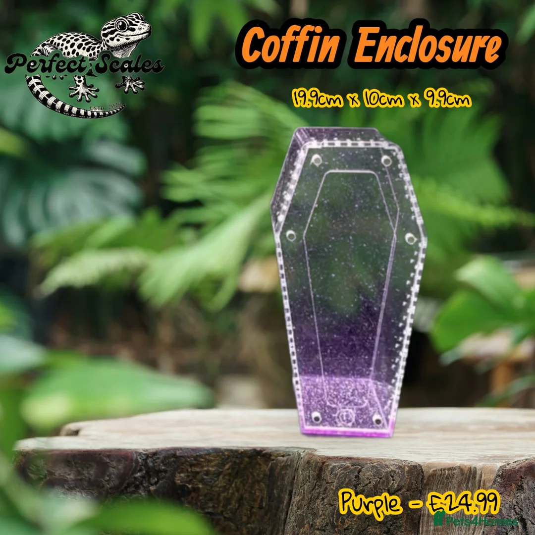 Praying Mantis invertebrates for sale: Various inverts mantis millipedes scorpions - Advert 8